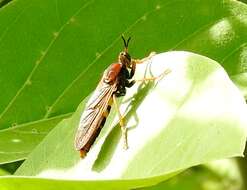 Image of <i>Ospriocerus tequilae</i>