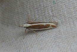 Image of Juniper webworm