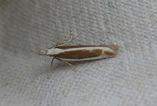 Image of Juniper webworm