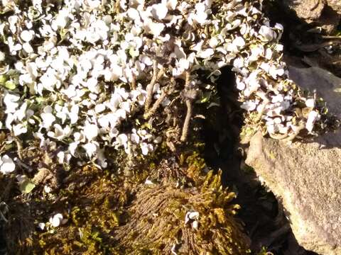 Image of cup lichen