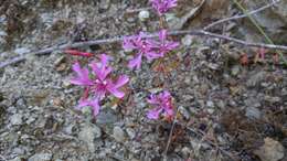 Plancia ëd Clarkia concinna subsp. concinna