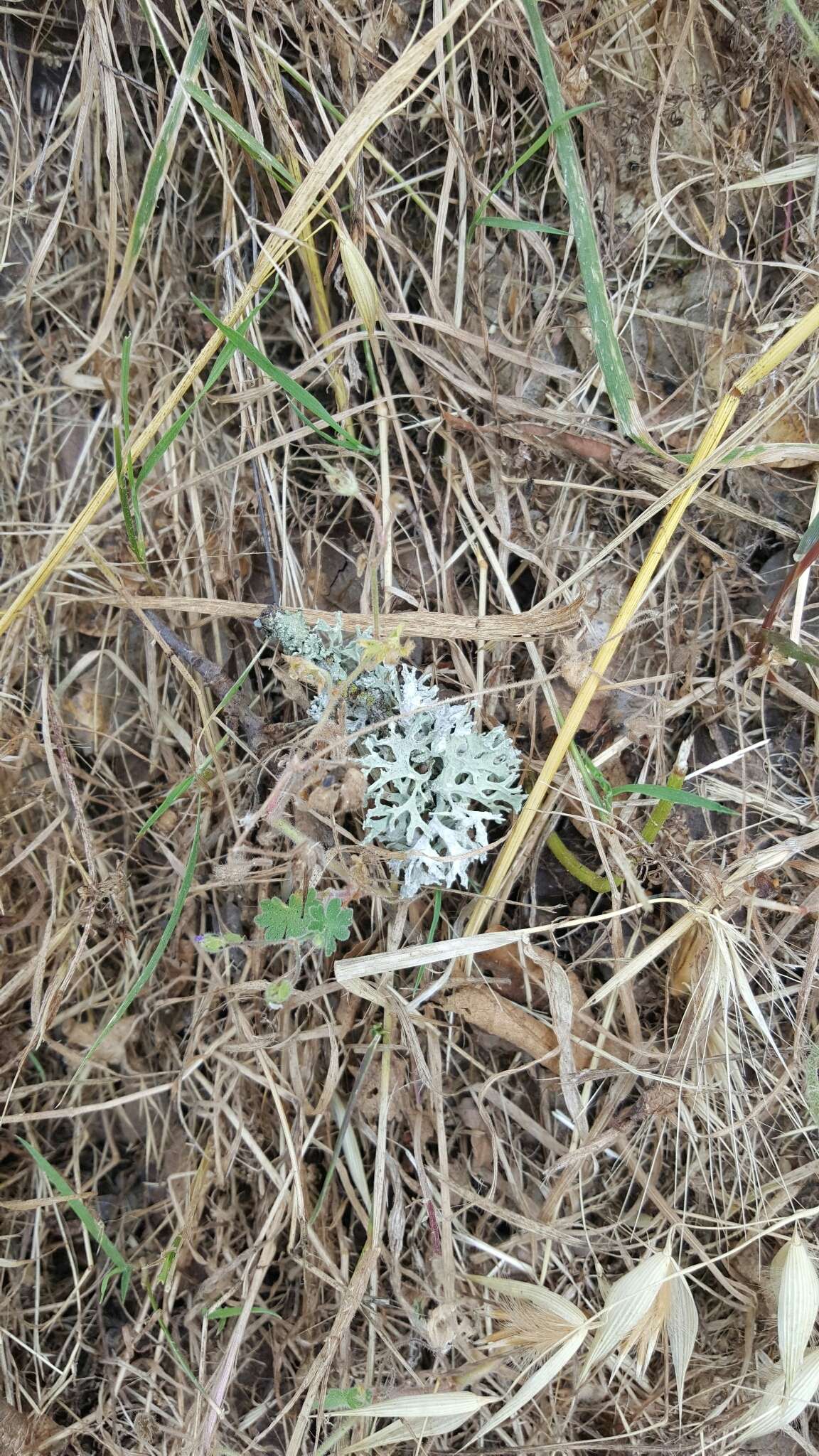 Image of ring lichen