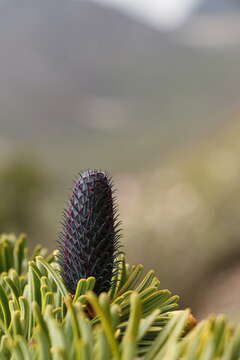 Image of Bhutan Fir