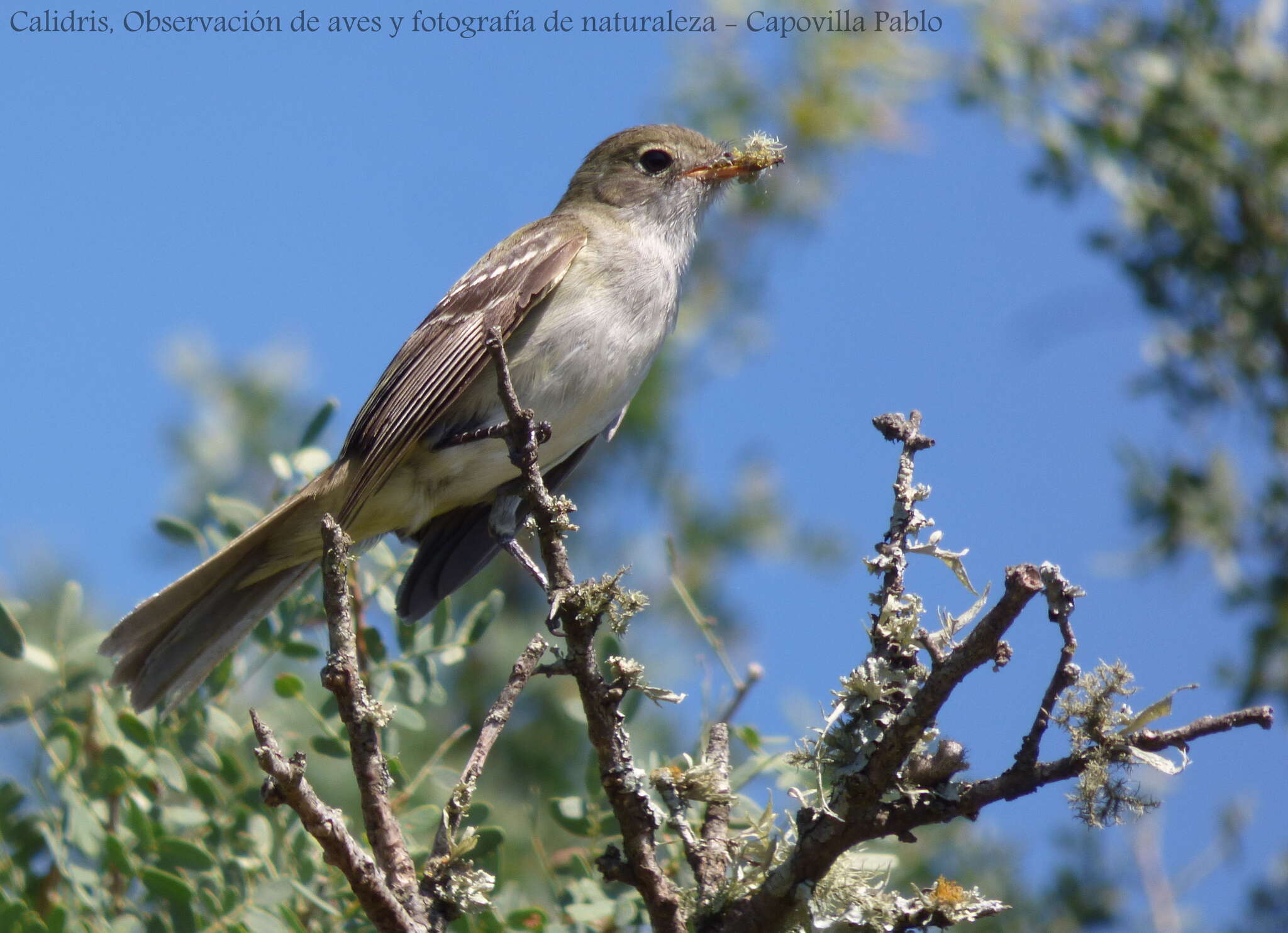 Imagem de Elaenia parvirostris Pelzeln 1868