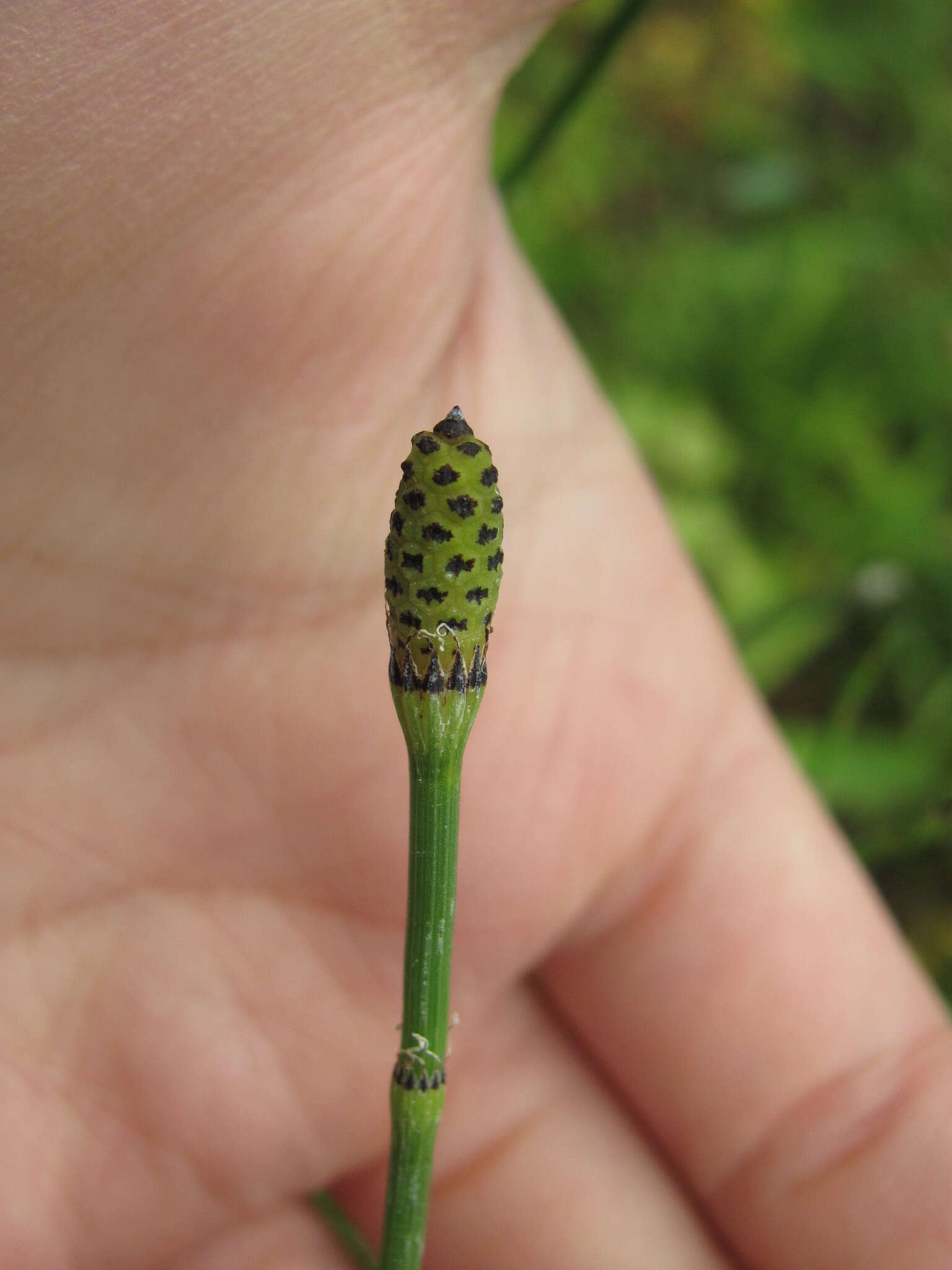 Image of Equisetum moorei Newm.