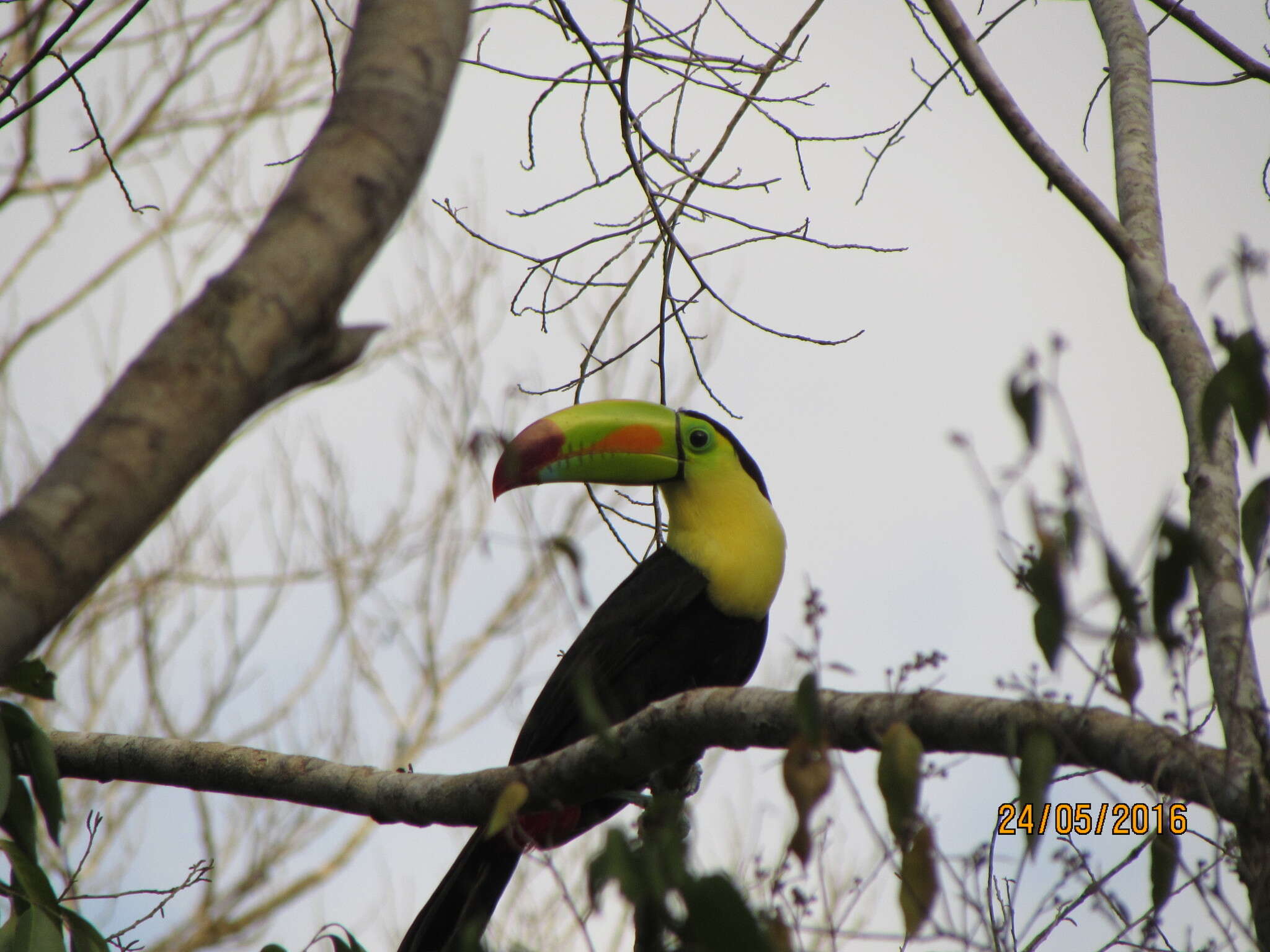 Image of Keel-billed Toucan