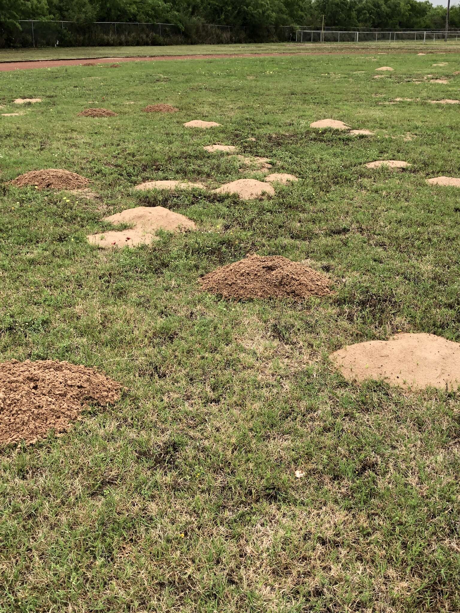 Image of Texas Pocket Gopher