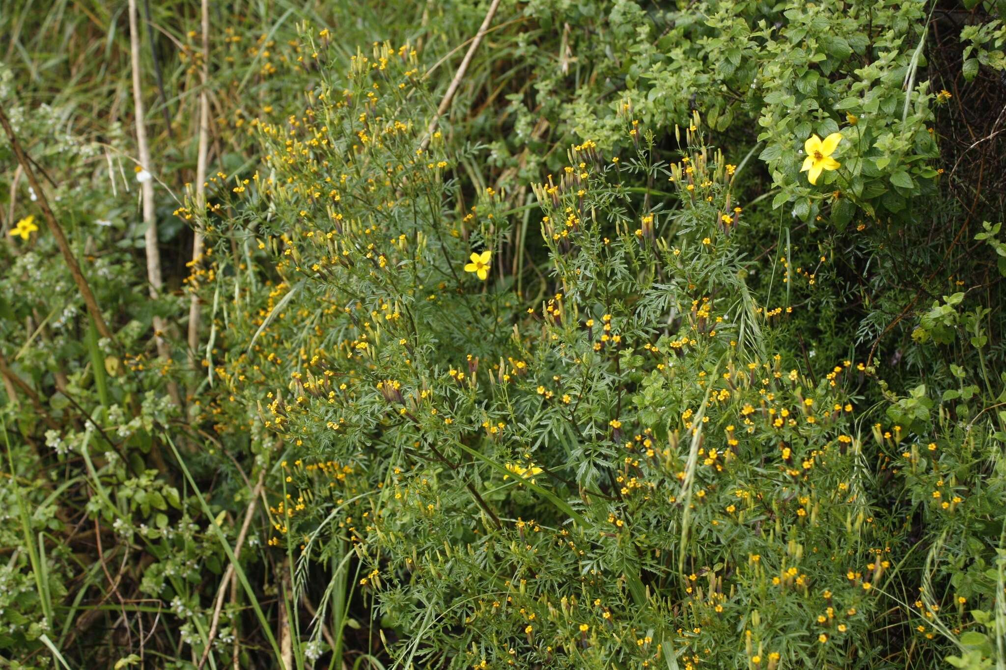 Tagetes multiflora Kunth resmi