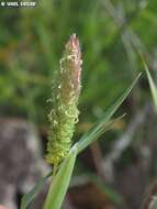 Image of hood canarygrass