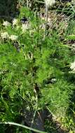 Image de Lomatium dasycarpum subsp. tomentosum (Benth.) Theob.