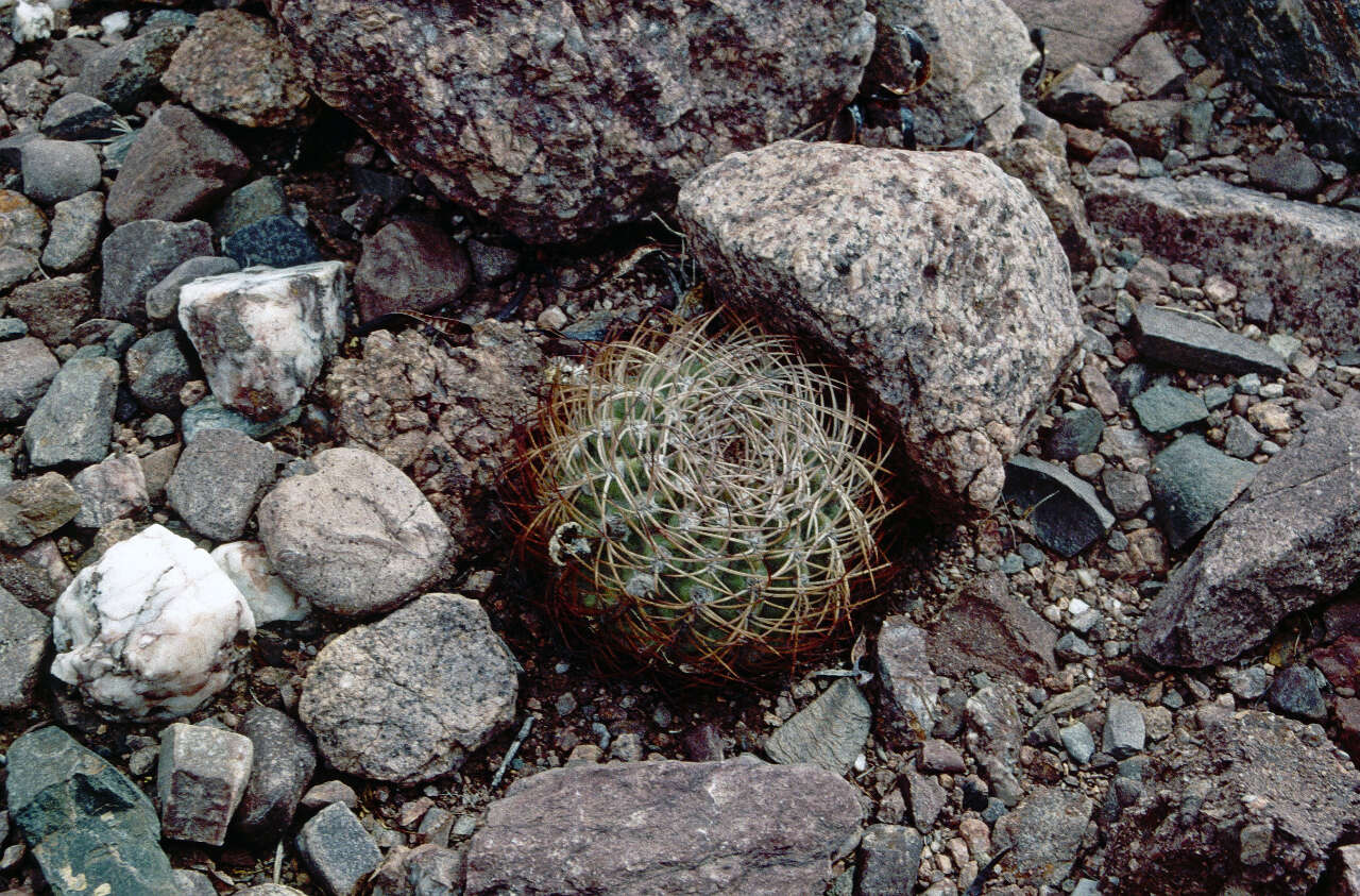 Imagem de Echinopsis thionantha (Speg.) Werderm.