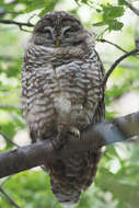 Image of Mexican Spotted Owl