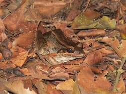 Image of Bolivian White-lipped Frog