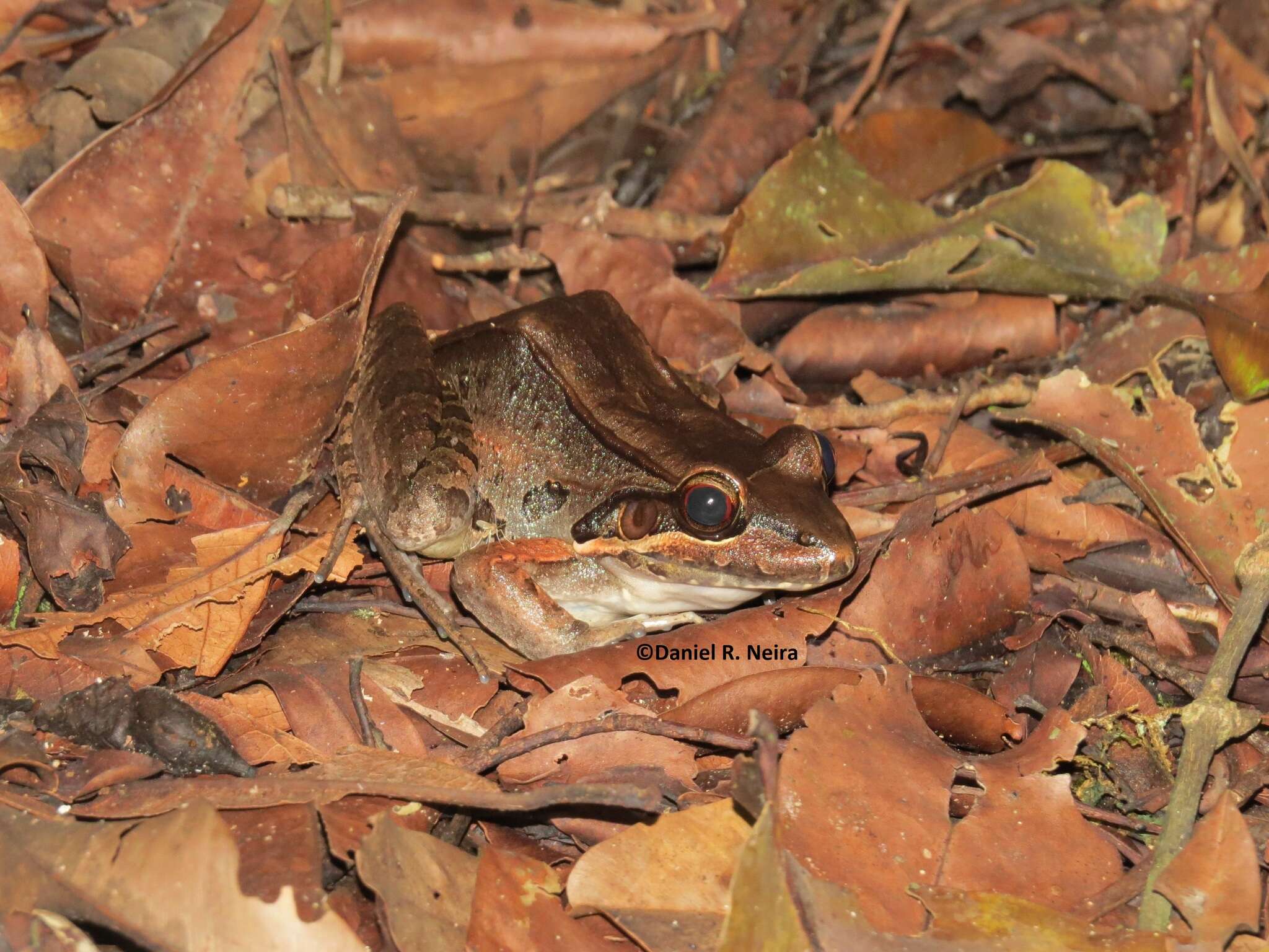 Image of Bolivian White-lipped Frog