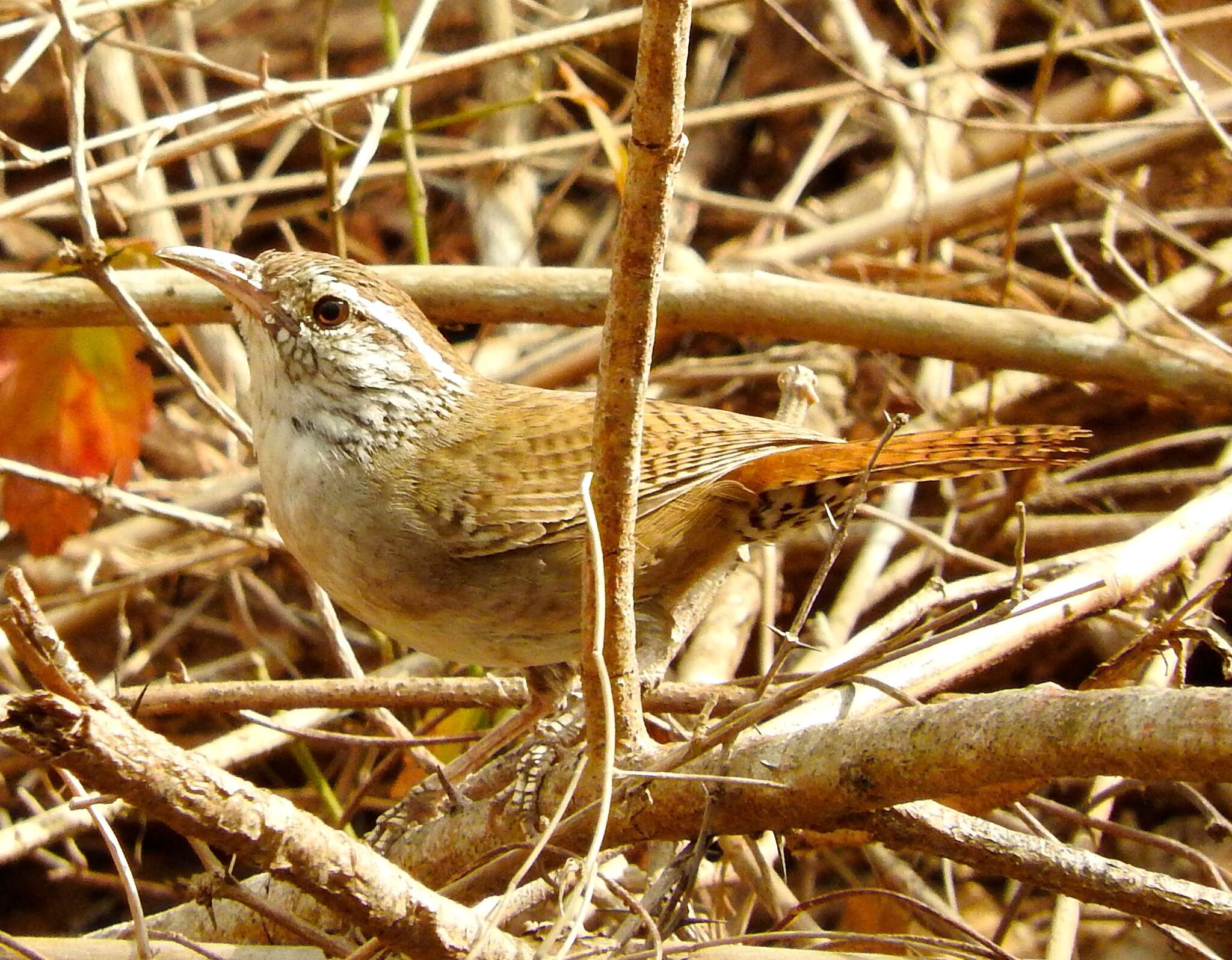 Image of Sinaloa Wren