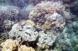 Image of Stony coral