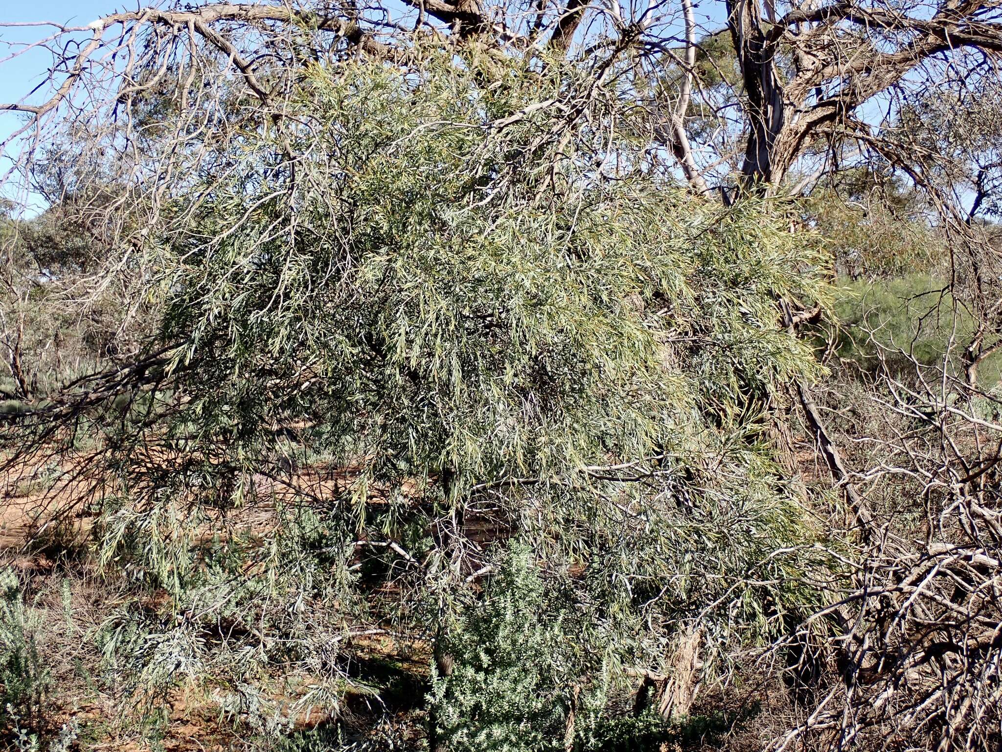 Image of Santalum murrayanum (T. Mitch.) C. Gardner