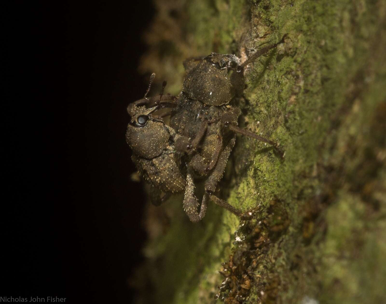 Image of Onidistus araneus Pascoe 1870