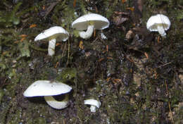 Image of Hygrophorus involutus G. Stev. 1963