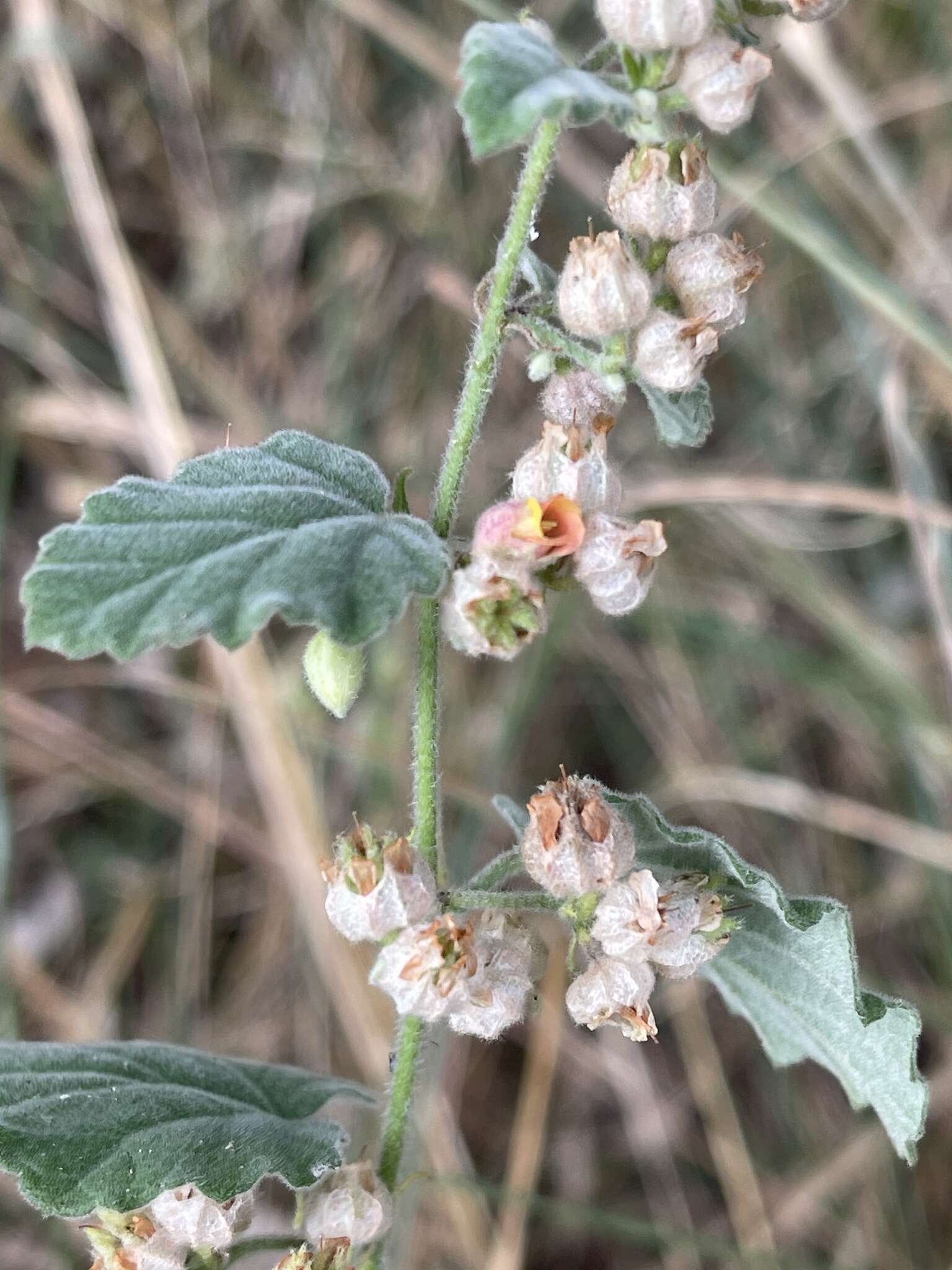 Image of Hermannia floribunda Harv.