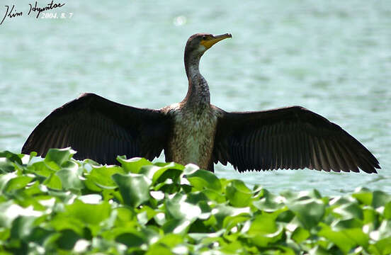 Image of Japanese Cormorant