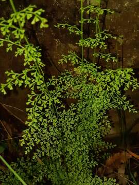 Image of Lindsaea microphylla Sw.