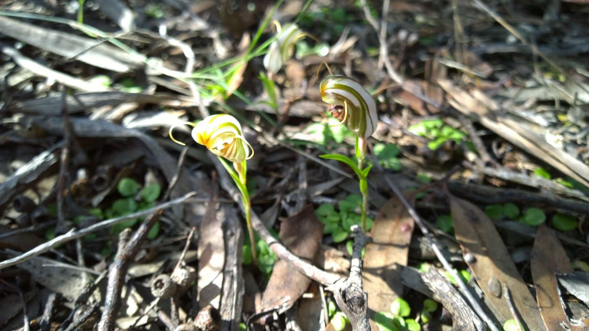 Image of Pterostylis erythroconcha M. A. Clem. & D. L. Jones