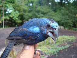 Image of Amazonian Grosbeak