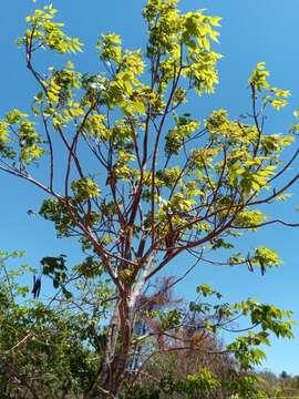 Image of Stereospermum euphorioides (Boj.) DC.