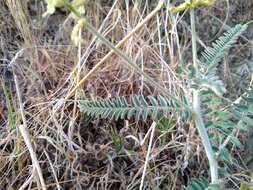 Image of Congdon's milkvetch