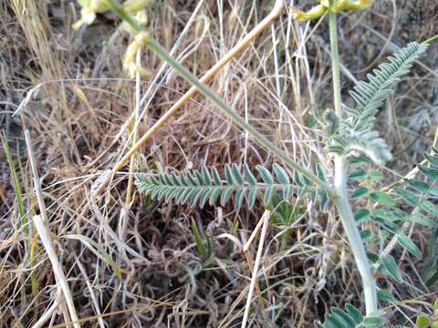 صورة Astragalus congdonii S. Wats.