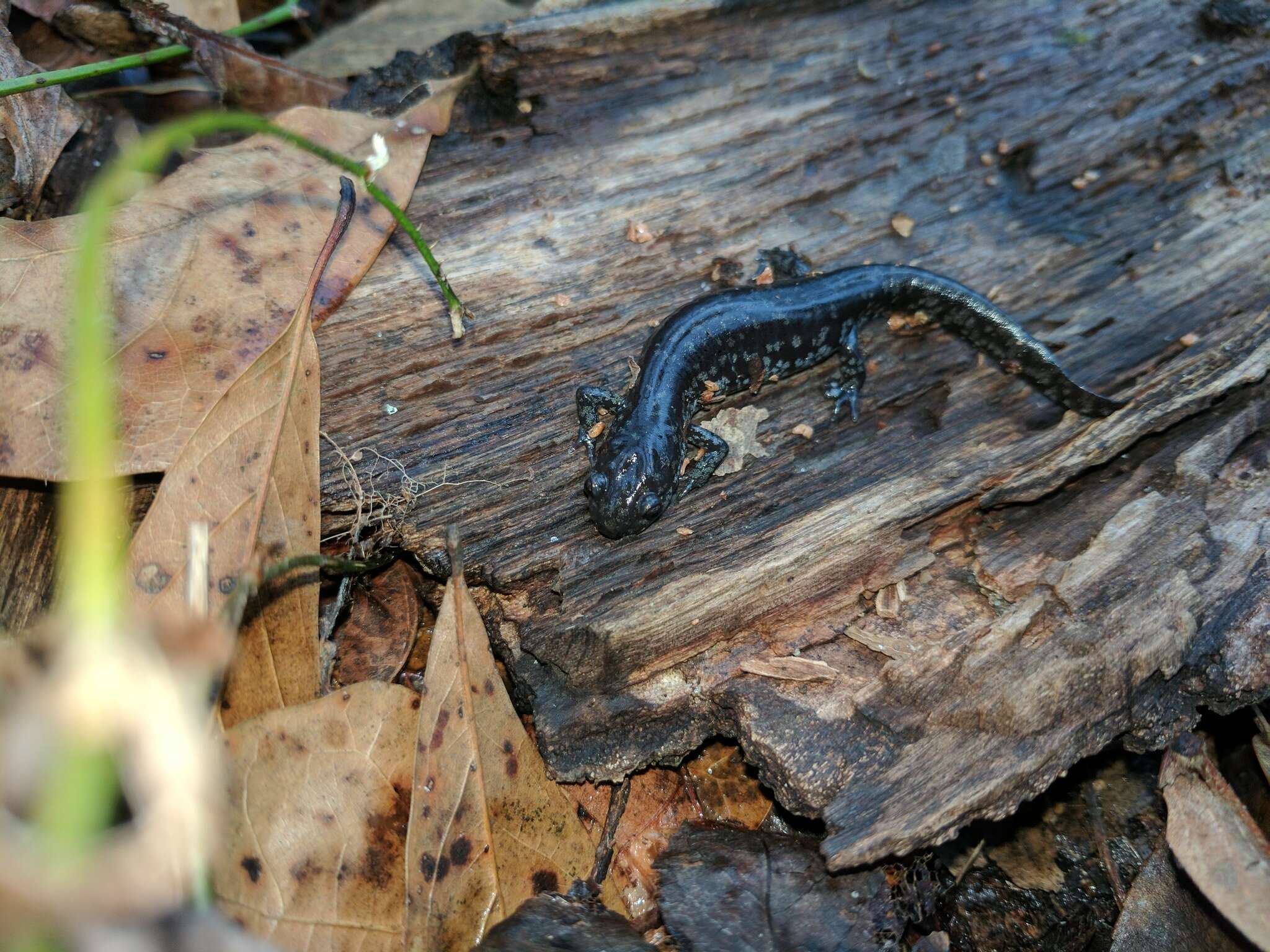 Image of Mabee's Salamander