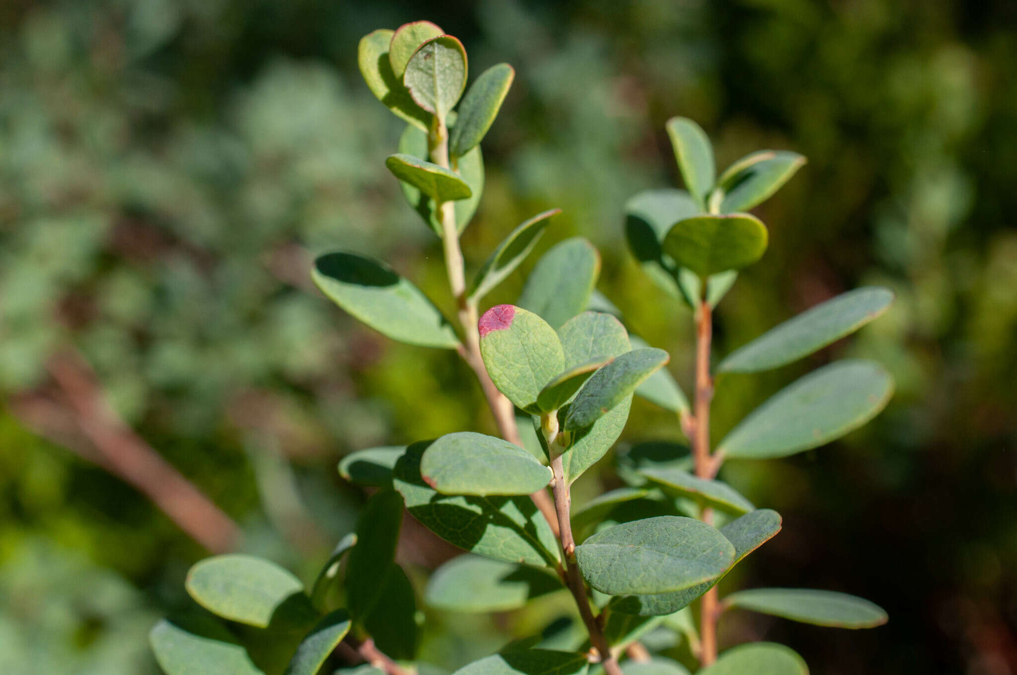 Image of Exobasidium pachysporum Nannf. 1981