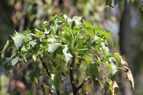 Plancia ëd Pittocaulon praecox (Cav.) H. Rob. & Brettell