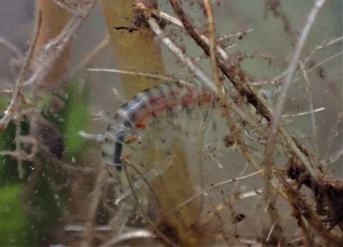 Image of Gammarus fasciatus Say 1818