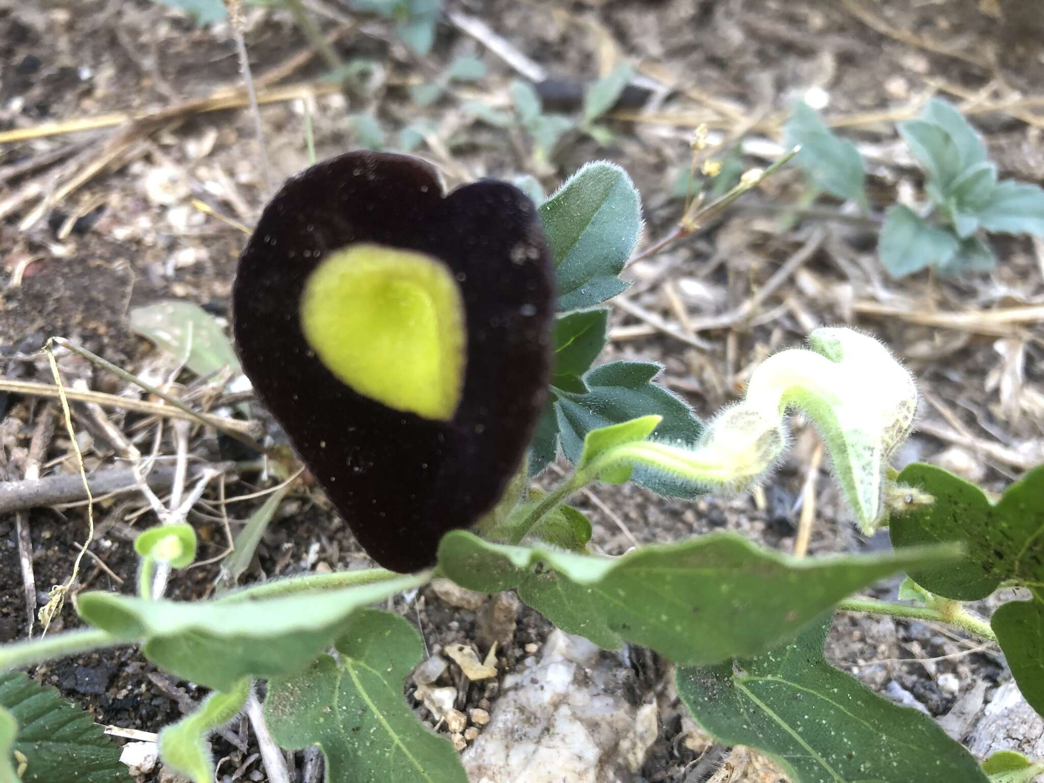 صورة Aristolochia variifolia Duch.