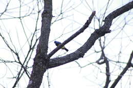 Image of Turquoise Tanager