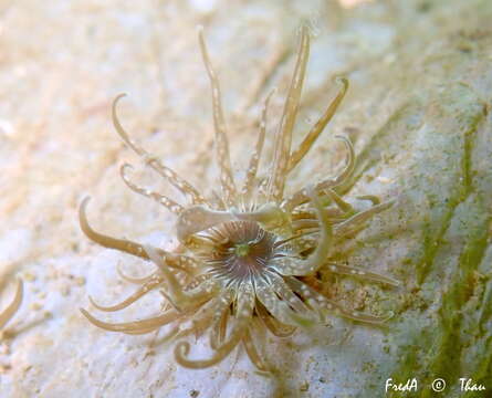 Image of grass crack anemone