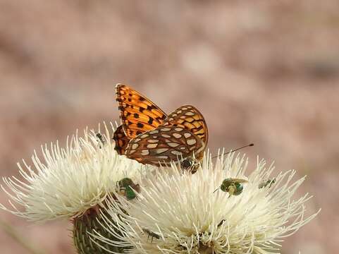 Image of Edwards' Fritillary