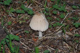 Image of Coprinellus xanthothrix (Romagn.) Vilgalys, Hopple & Jacq. Johnson 2001