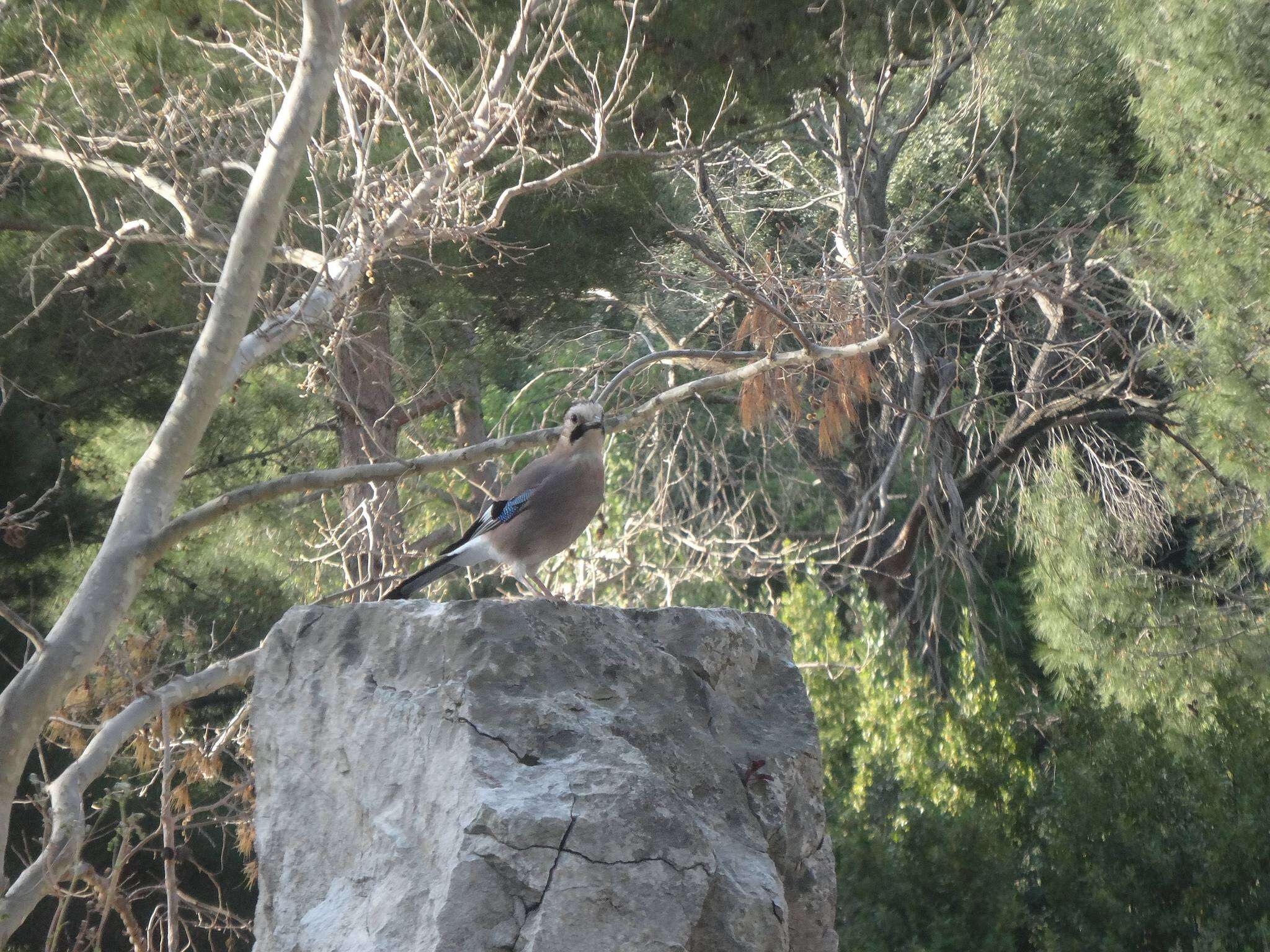 Imagem de Garrulus glandarius anatoliae Seebohm 1883