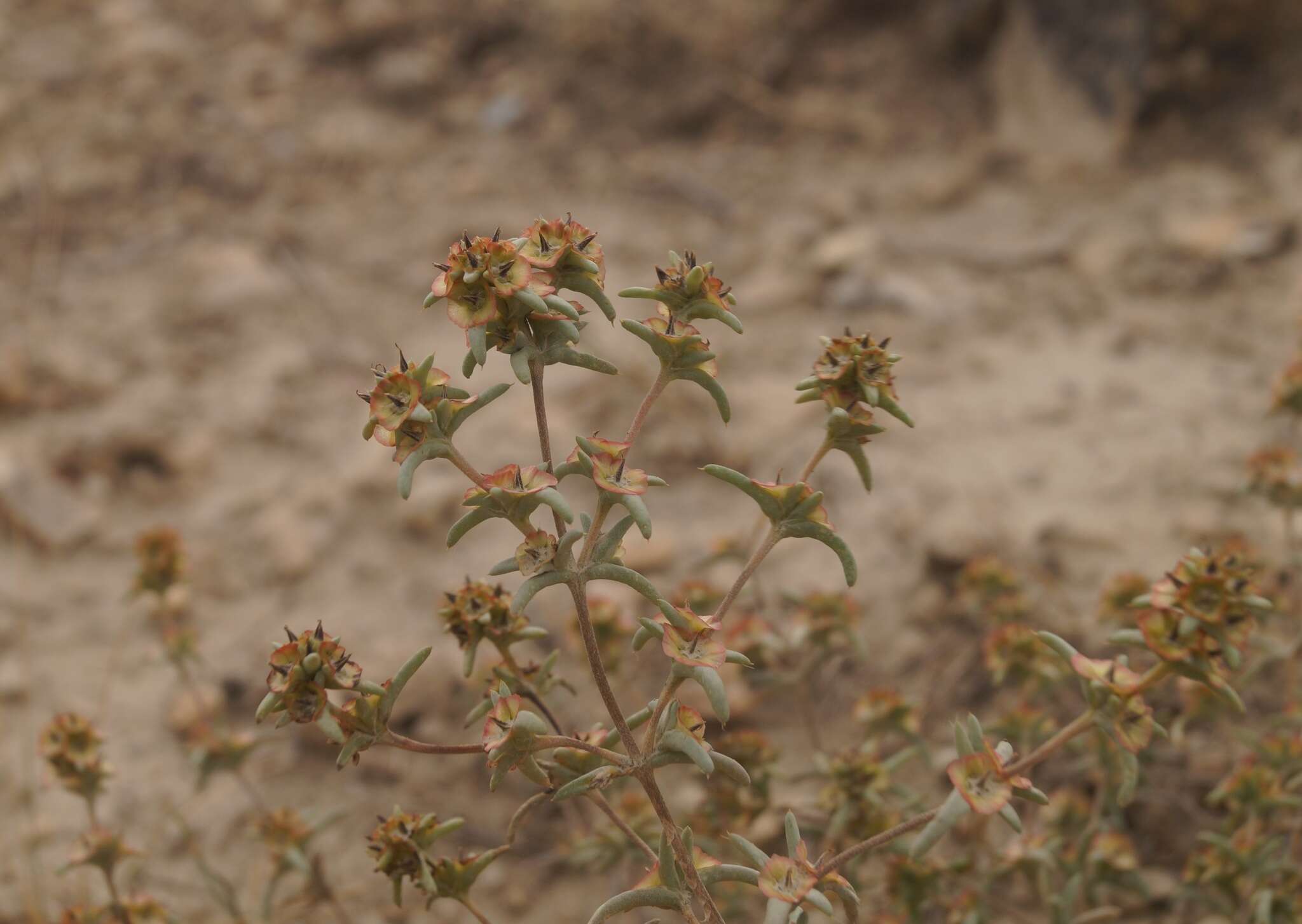 Imagem de Pyankovia brachiata (Pall.) Akhani & Roalson