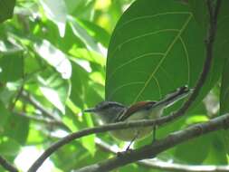 Image of Rufous-winged Antwren