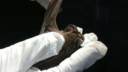 Image of Pocketed Free-tailed Bat