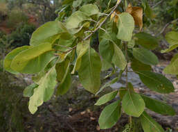 Sivun Terminalia platyphylla F. Müll. kuva