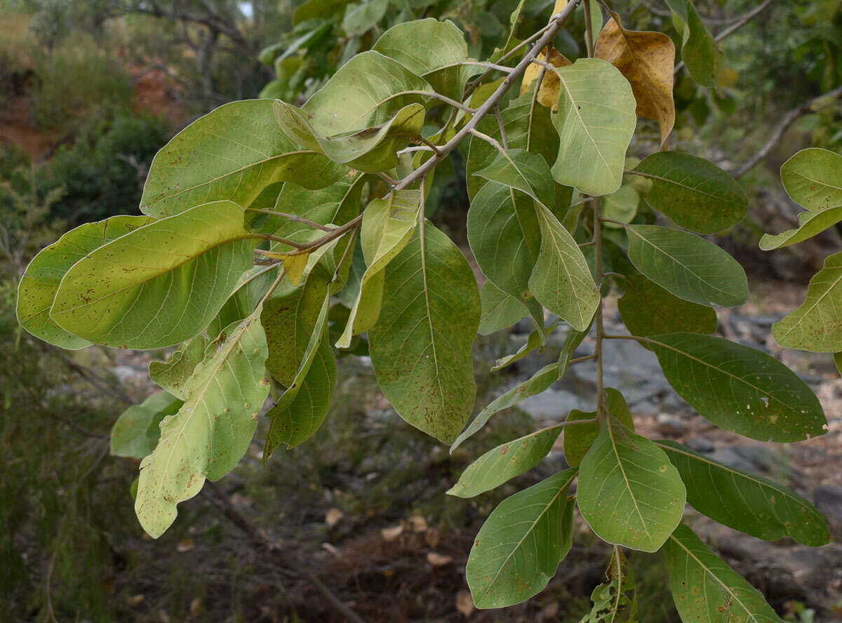 Sivun Terminalia platyphylla F. Müll. kuva