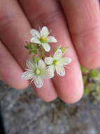 Imagem de Saxifraga tricuspidata Rottb.