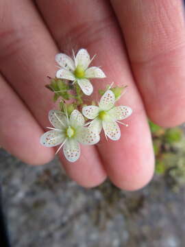 Image of Prickly Saxifrage