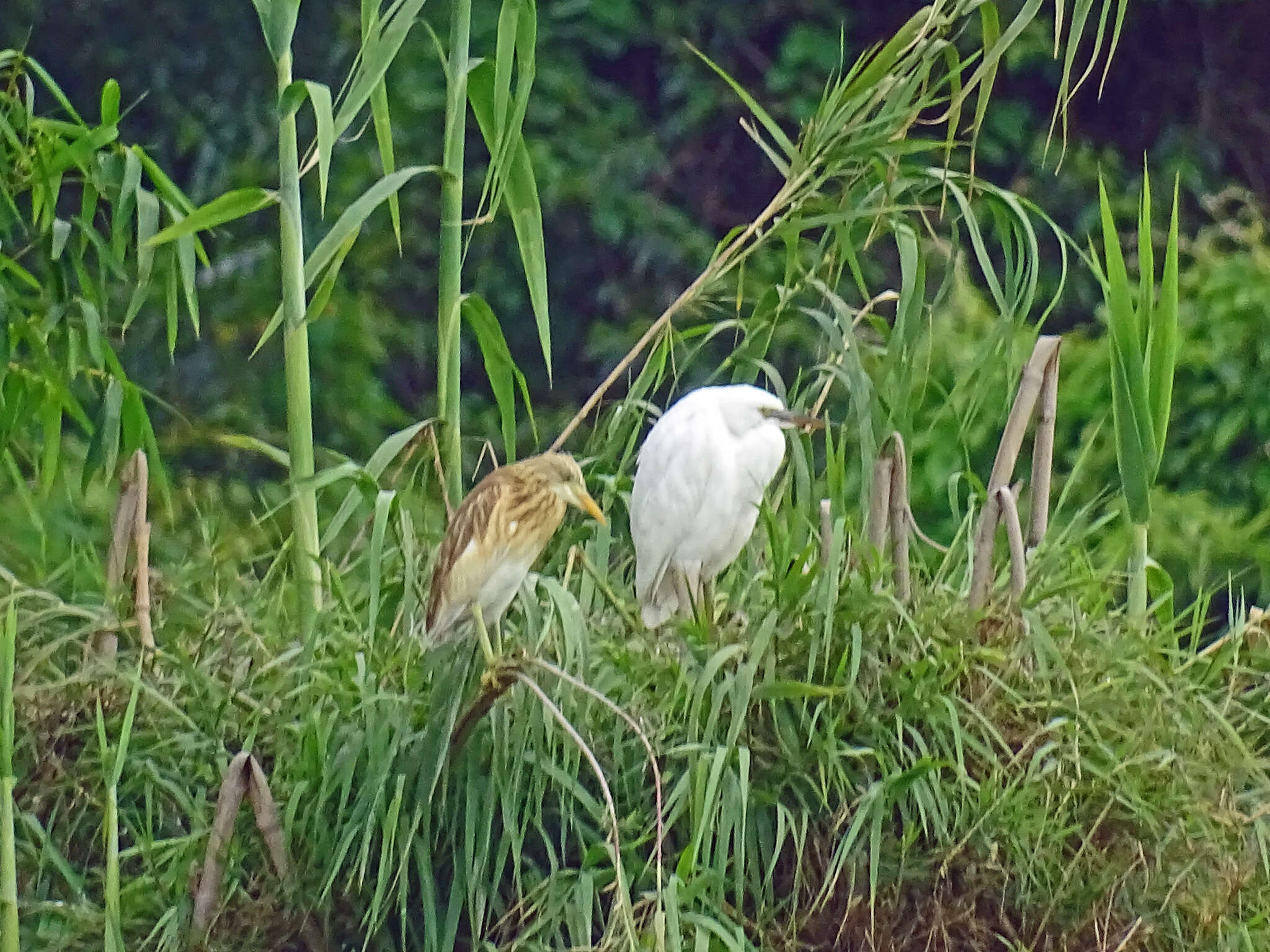 Imagem de Ardeola idae (Hartlaub 1860)