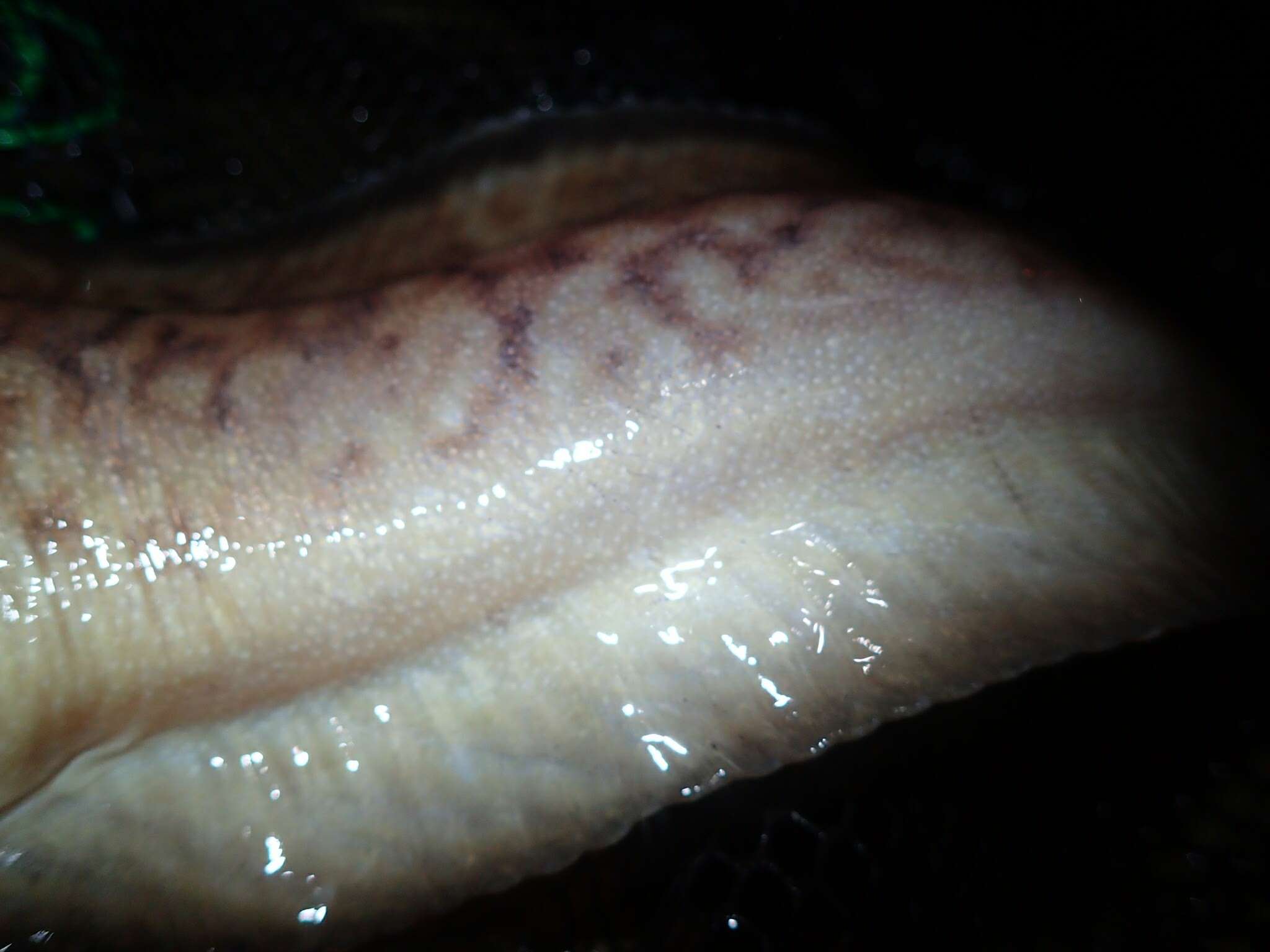 Image of Laval&#39;s eelpout